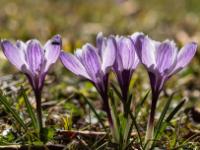 Krokusse weissviolett gestreift